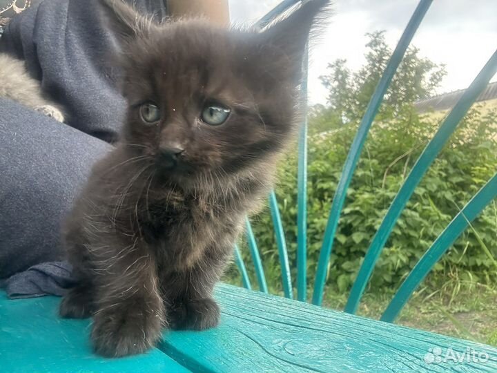 Британская вислоухая кошка