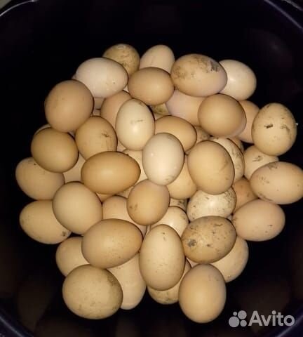 Утиные яйца