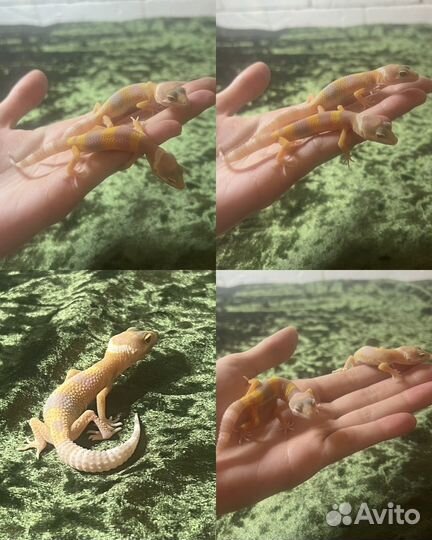 Эублефары малыши