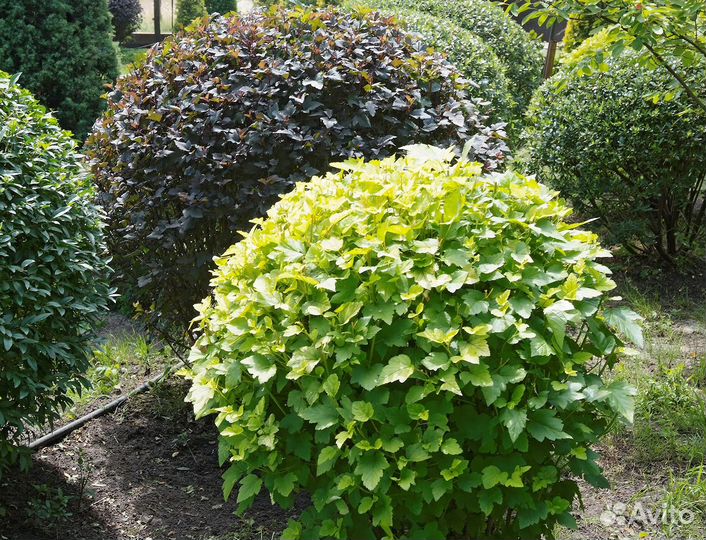 Пузыреплодник на дачу