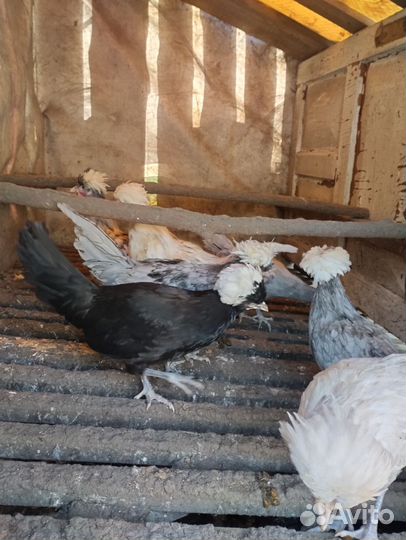 Декоративные карликовые куры