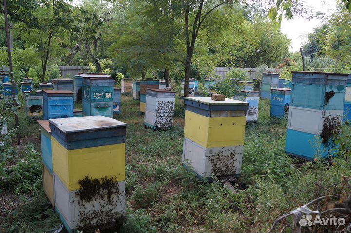 Мёд домашний, ростовский