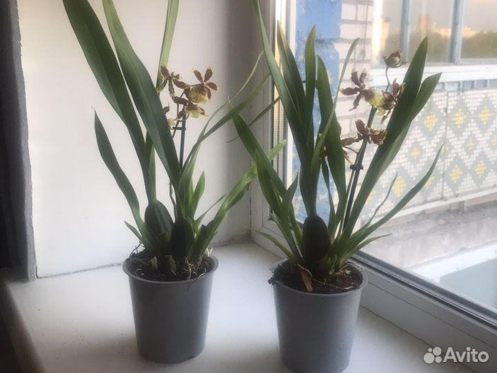 Орхидея камбрия