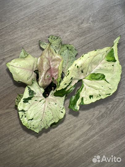 Сингониум Серый призрак