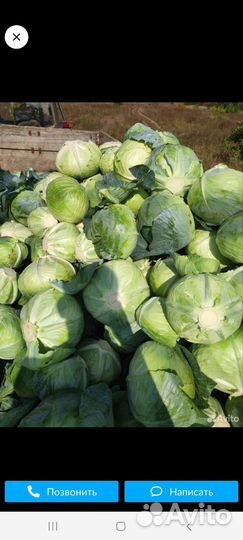 Продам капусту