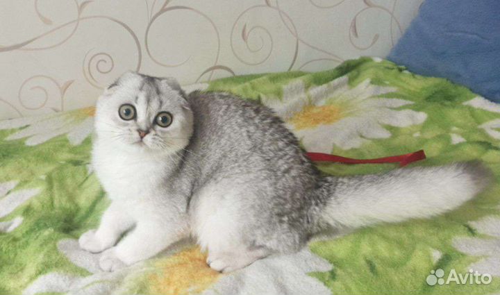 Евлампия скоттиш фолд
