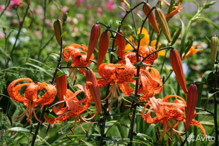 Лилии оранжевые