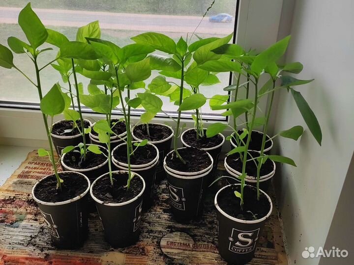 Рассада помидор и перцев