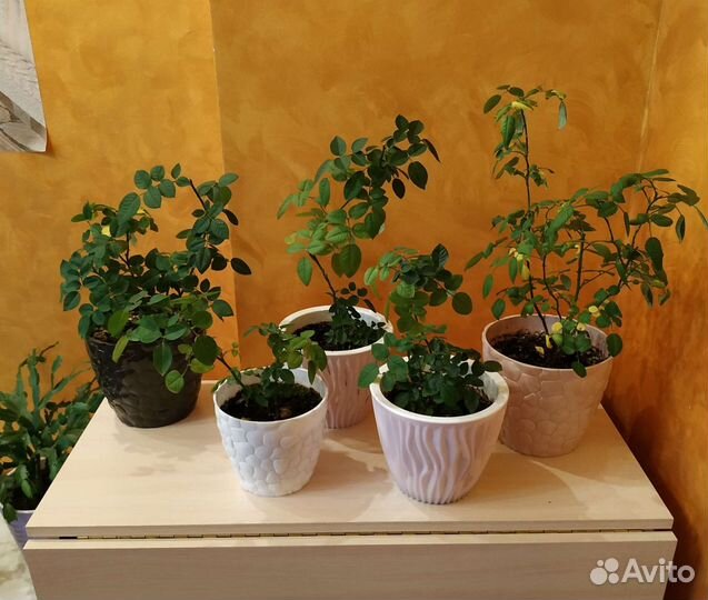 Розы кустовые в горшках и на высадку в грунт