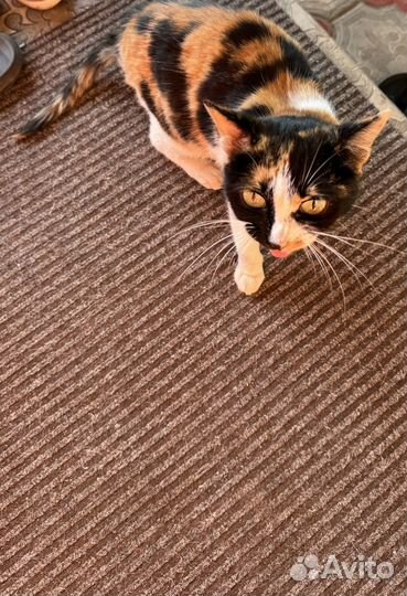 Кошка бесплатно