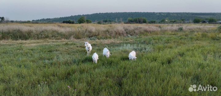 Зааненские козы маленькие и большие,дойные и котны