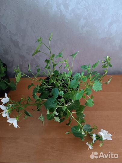 Кампанула невеста