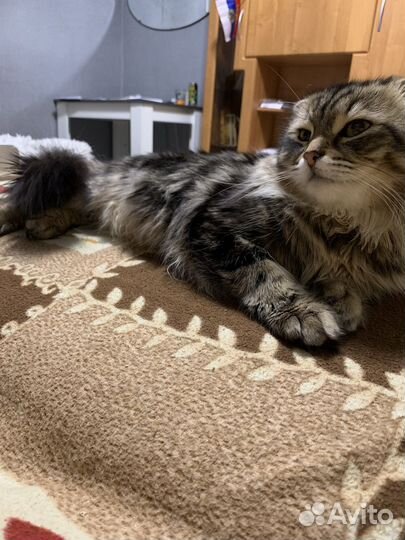 Кот для вязки