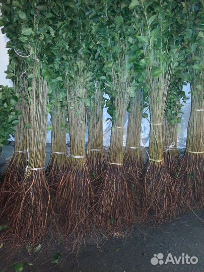 Подвой антипка (моголебка)