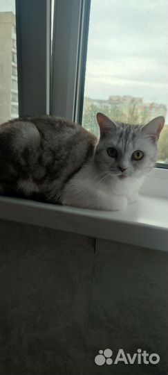 Шатланская кошка