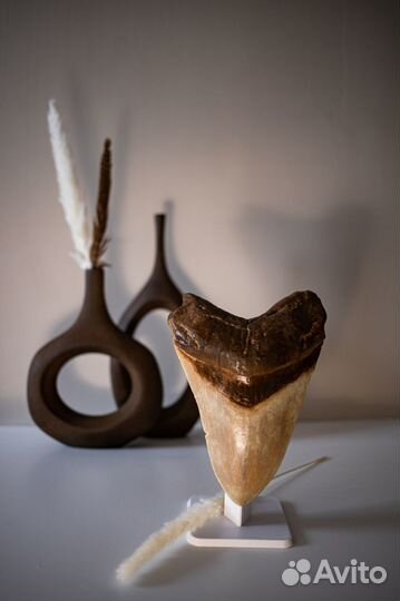 Зуб Акулы мегалодон с подставкой