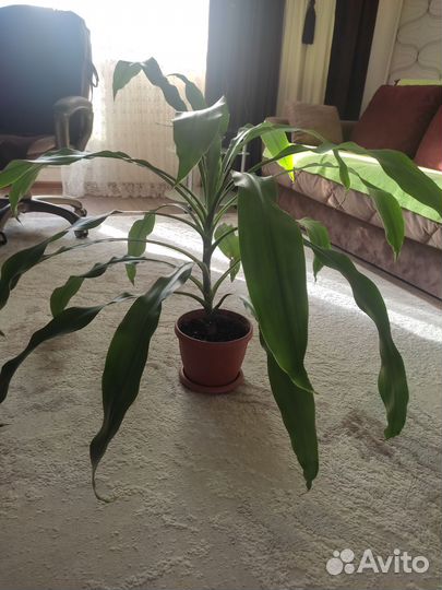 Спатифиллум