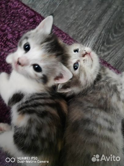 Кошки в добрые руки бесплатно