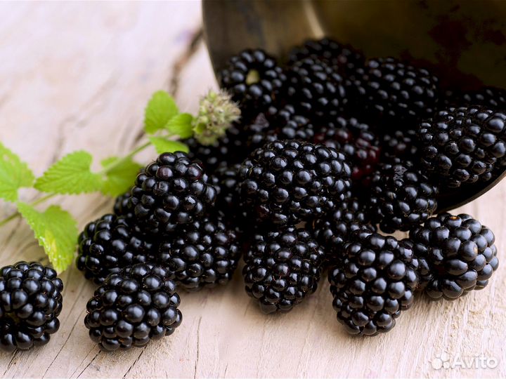 Саженцы ежевики