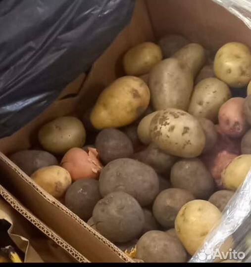 Продукция на корм животным