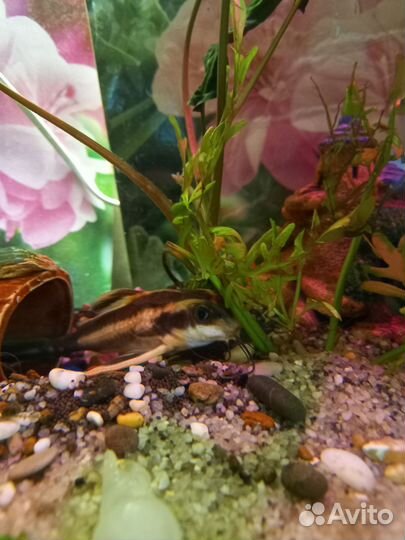 Сом платидорас