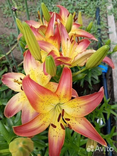 Садовые цветы