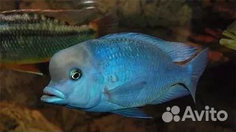 Дельфин голубой 4-6см