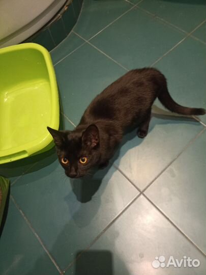 Котенок девочка в добрые руки