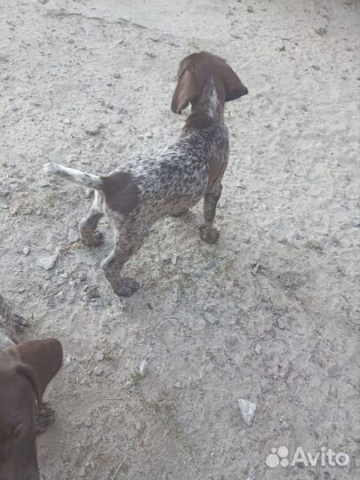 Щенки курцхаара