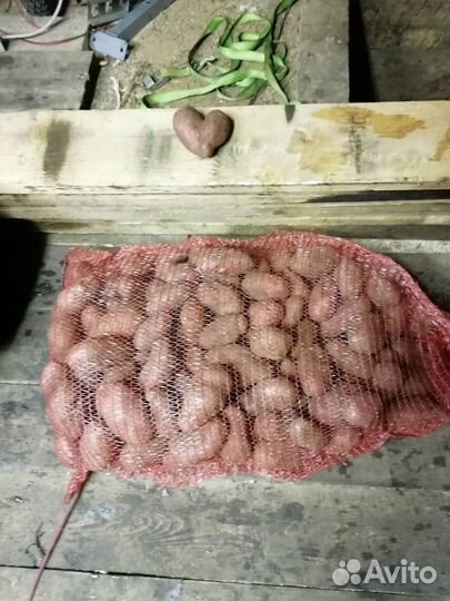 Картофель домашний