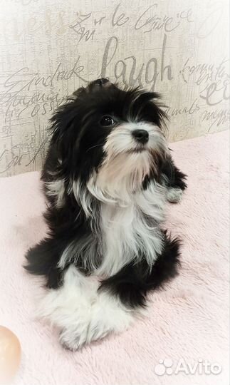 Цветной йоркширский терьер