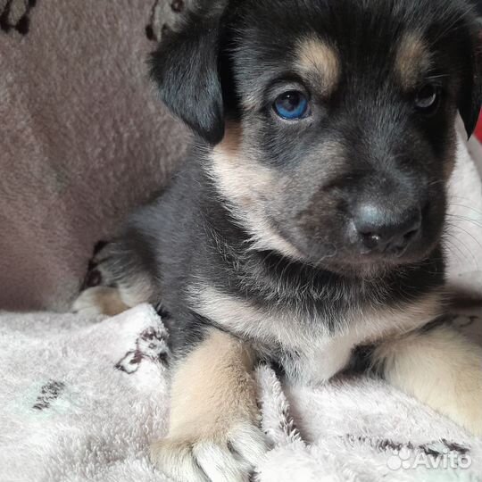 Щенки Бесплатно