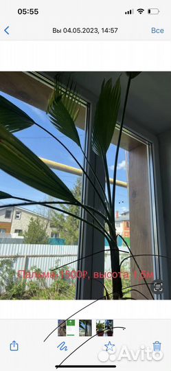 Бенджамина