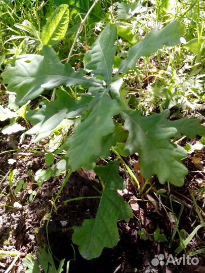 Саженцы дуба