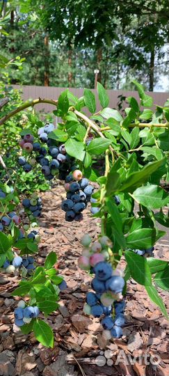 Голубика саженцы