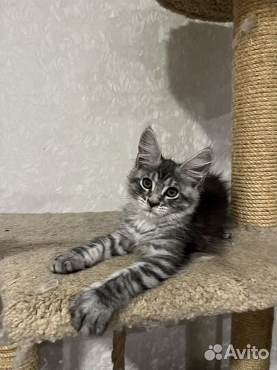 Котята мейн-кун