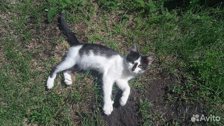 Котик бесплатно в добрые руки