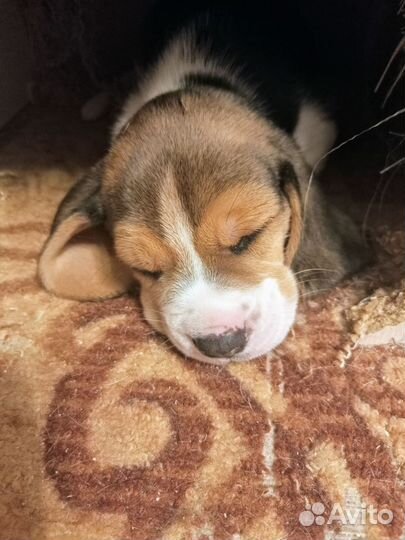 Щенки бигль