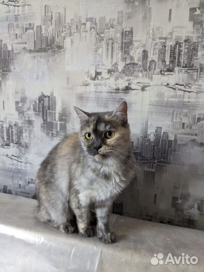 Скоттиш страйт кошка