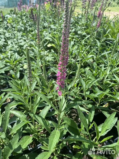 Многолетние растения для вашего сада