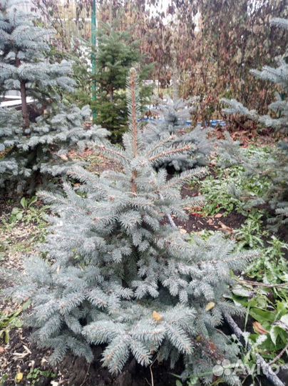 Саженцы,крупномеры: голубая ель, сосна, пихта