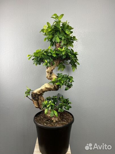 Фикус микрокарпа гинсенгH 110 см