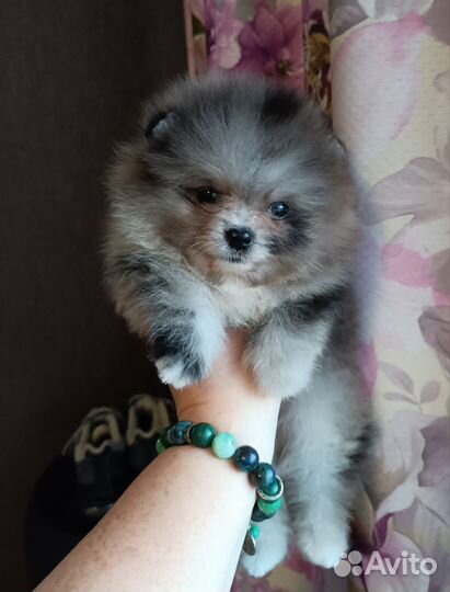 Померанский шпиц мини
