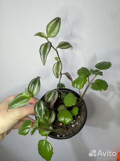 Разеве растения гинура/традесканции