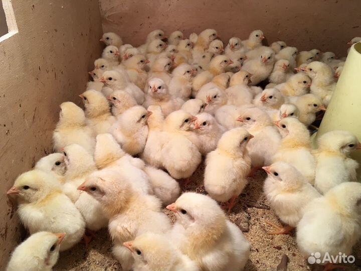 Цыплята бройлеры, гуси, утки, молодка, муларды