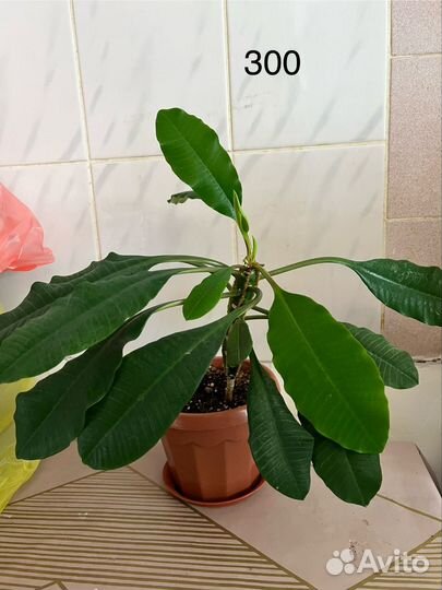 Комнатные растения