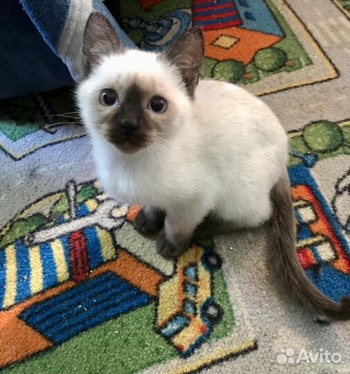 Тайские котята