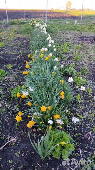 Сортовые нарциссы