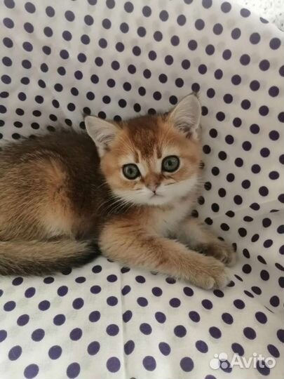 Золотая шиншилла. Мальчик. Доставка