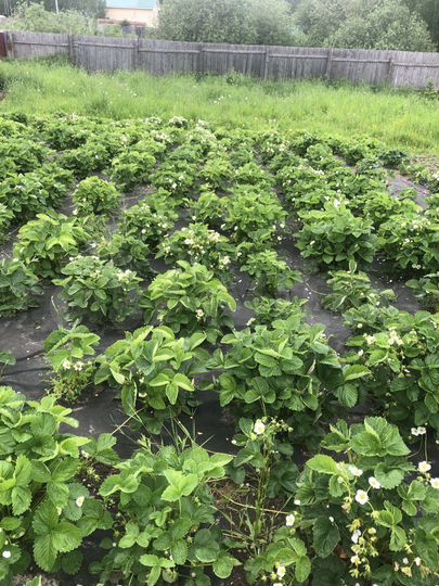 Дом 60 м² на участке 15 сот.